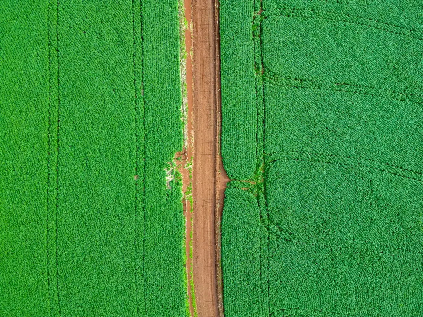 Aerial view of cultivated fields divided by a track